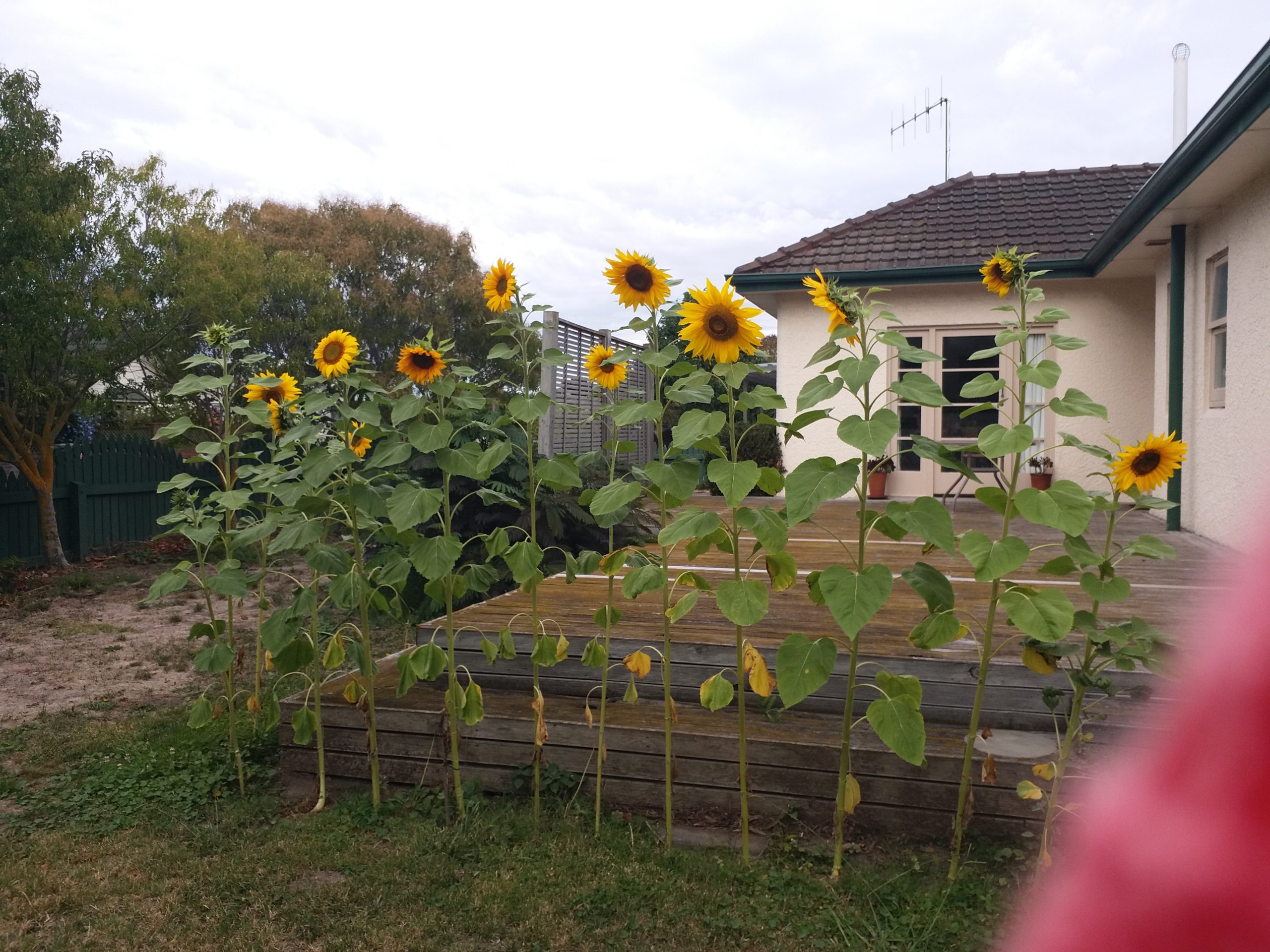 Greta’s sunflowers A row of sunflowers by a deck